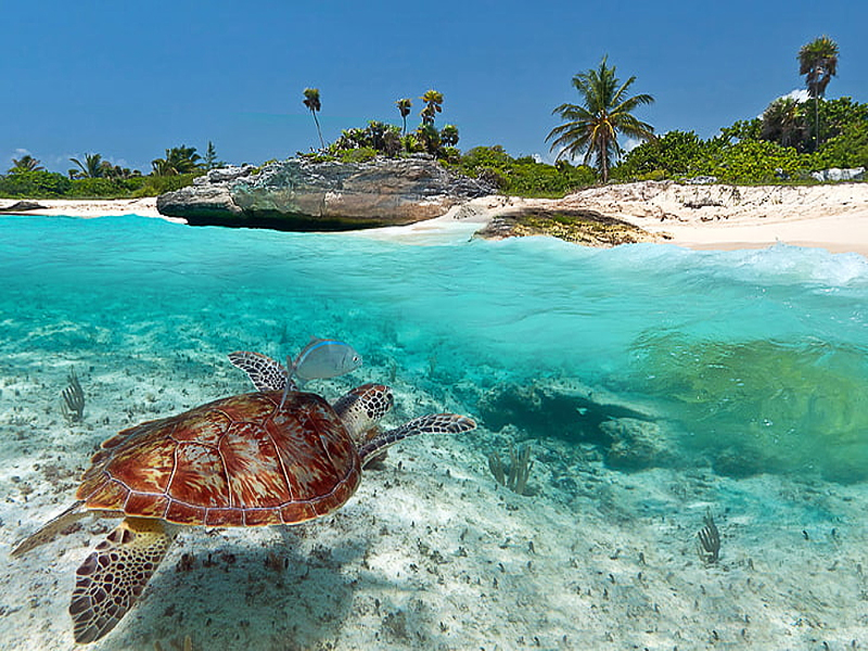 AÑO NUEVO - CANCUN O RIVIERA MAYA