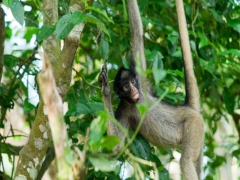 AÑO NUEVO - IQUITOS EXOTICO