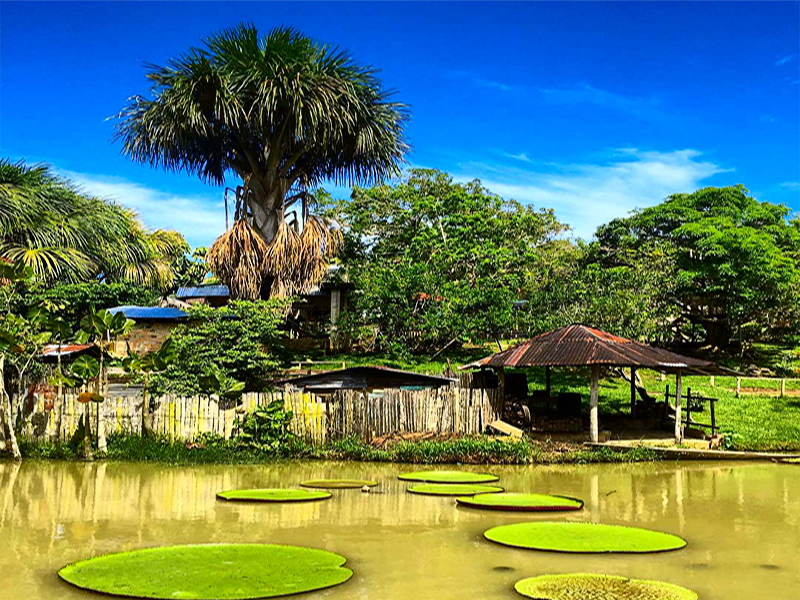 AÑO NUEVO - IQUITOS EXOTICO